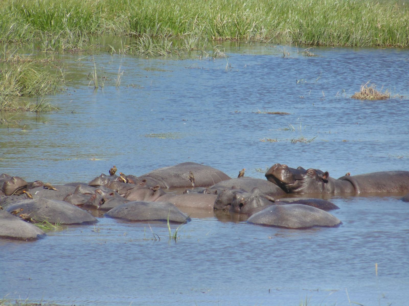4-Hippos