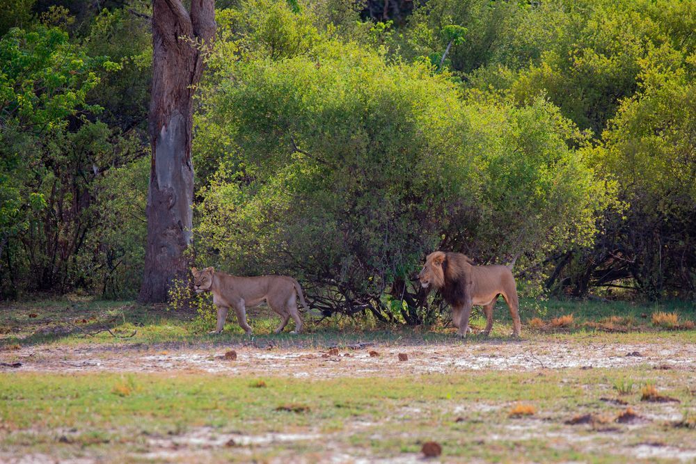4-Lions