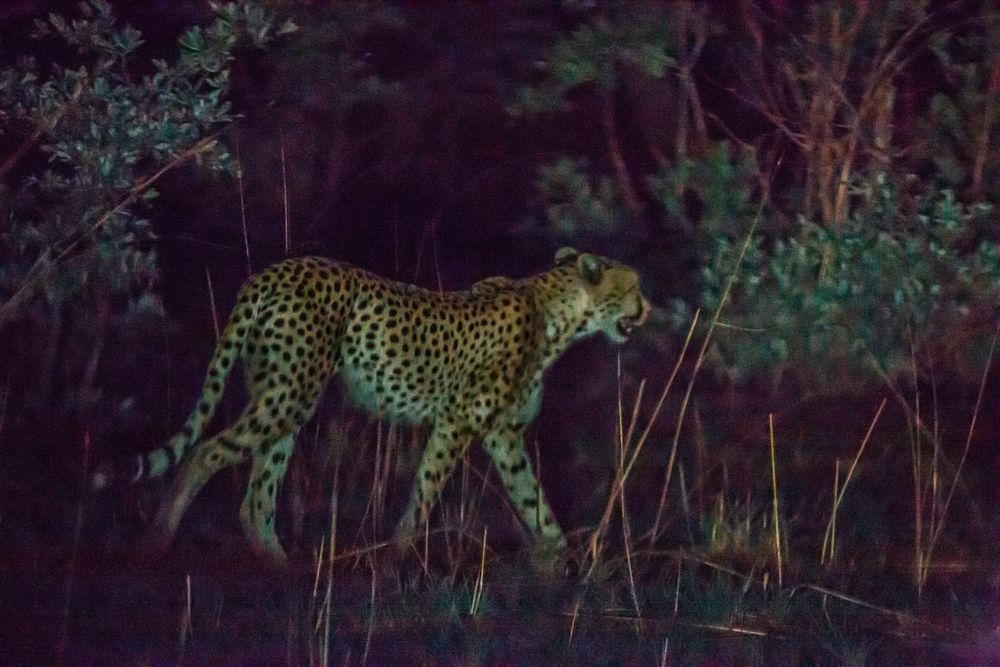 4-cheetah