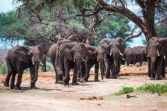 4-Elephants-2