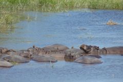 4-Hippos