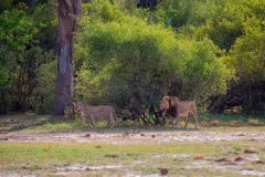 4-Lions