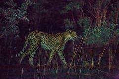 4-cheetah