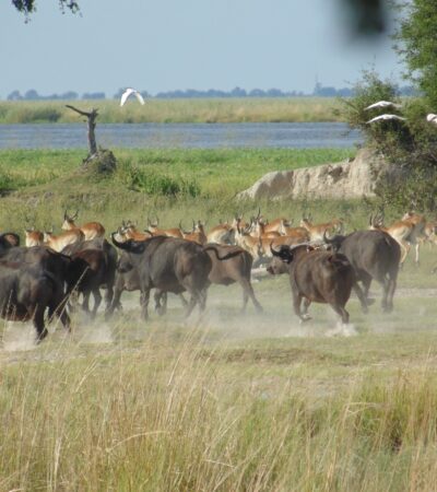 Buffalos in Buffalo Core Area