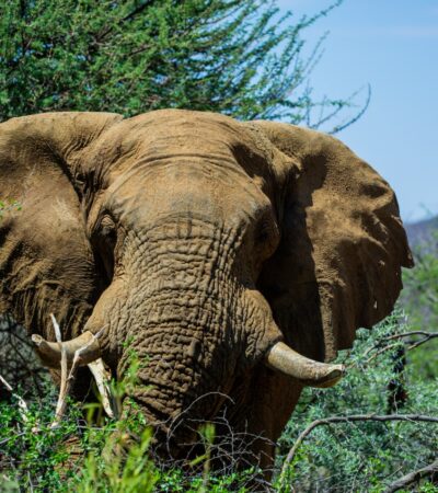 Kwando Camp Elephant